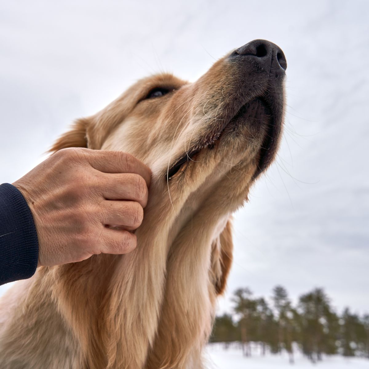 Less fur everywhere. More love everywhere.